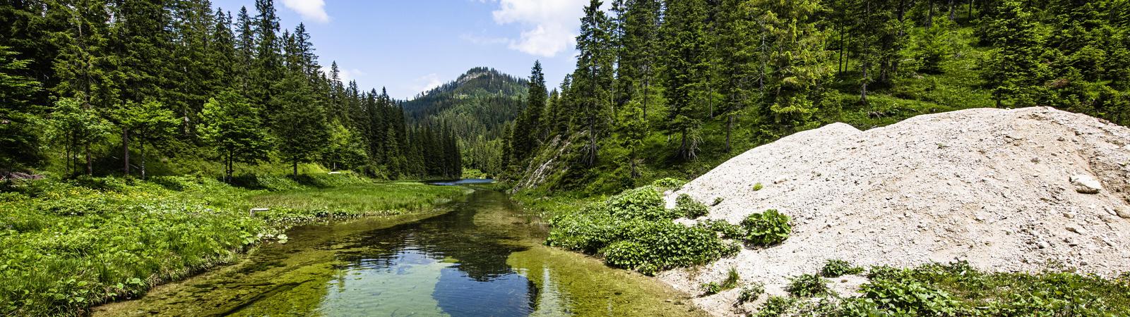 Foto eines Urwalds mit einem unberührten, klaren Bach in der Mitte und rechts einem großen Stein.