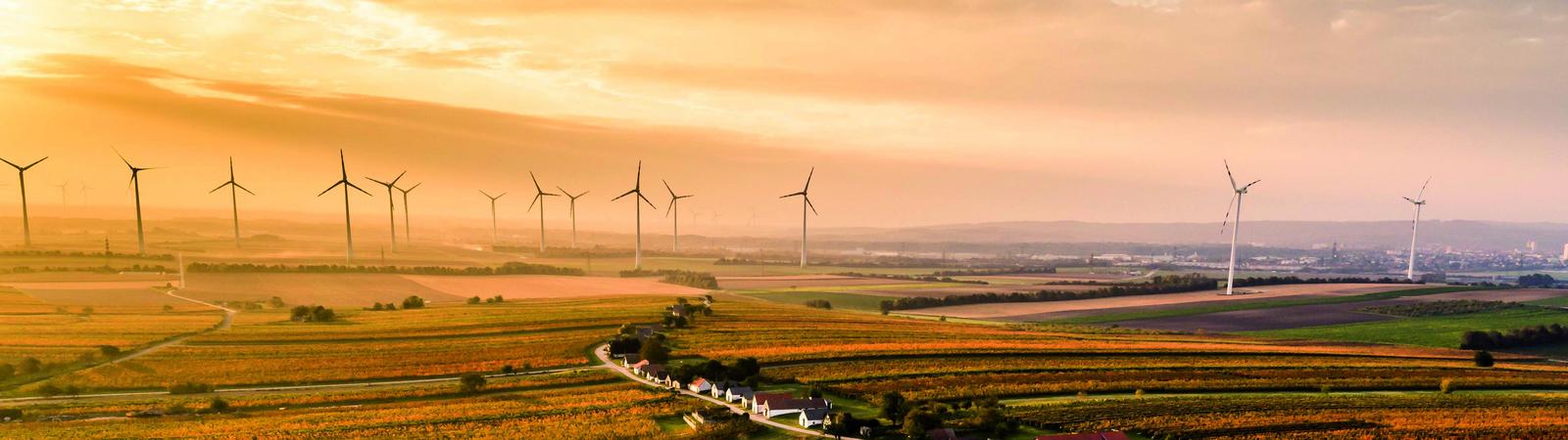 scenic land view with vineyards and wind turbines in background
