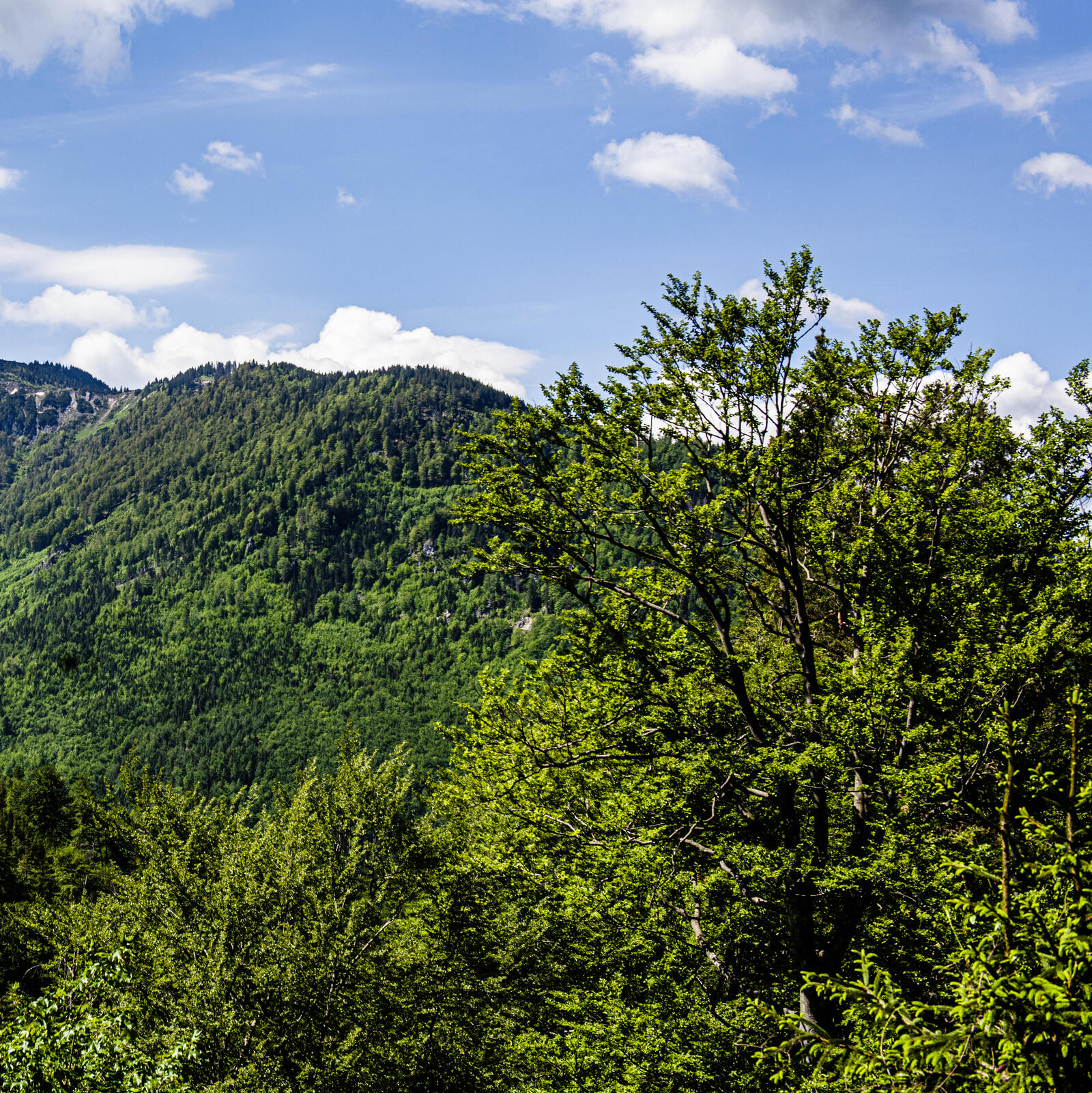 Panorama von bewaldeten Bergern unter blauem Himmel mit Wolken: Wildnisgebiet Dürrenstein
